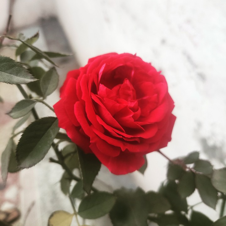#ssa_Rose love in the air