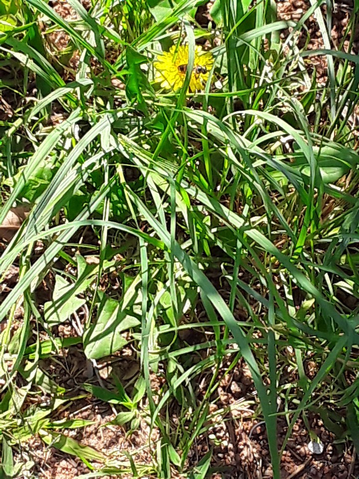 bee on buttercup