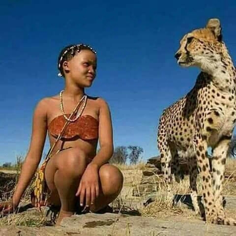 amour de guépard