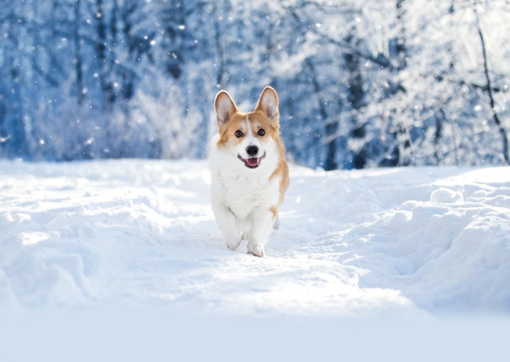 dog