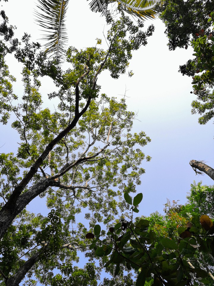 Light Canopy