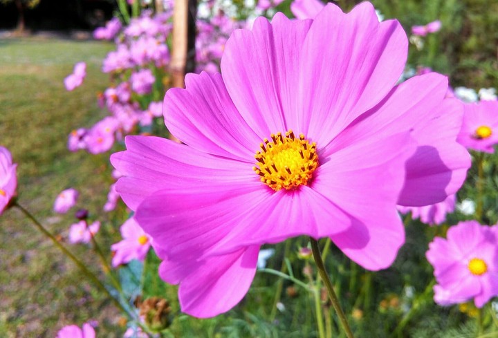 A pink flower