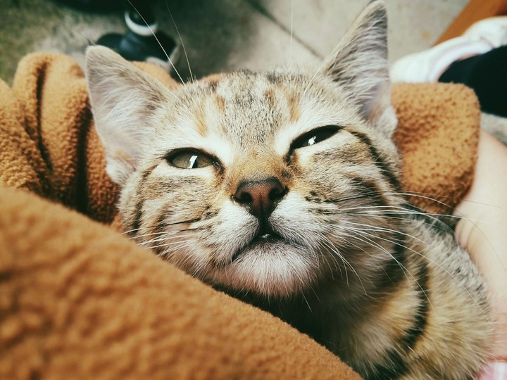 Little kitty tiger:)