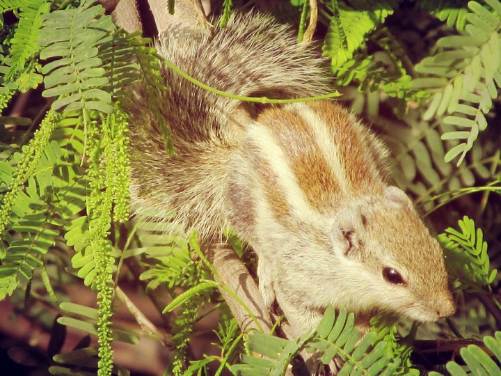 Squirrel . Series 4.1