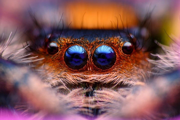 Spider