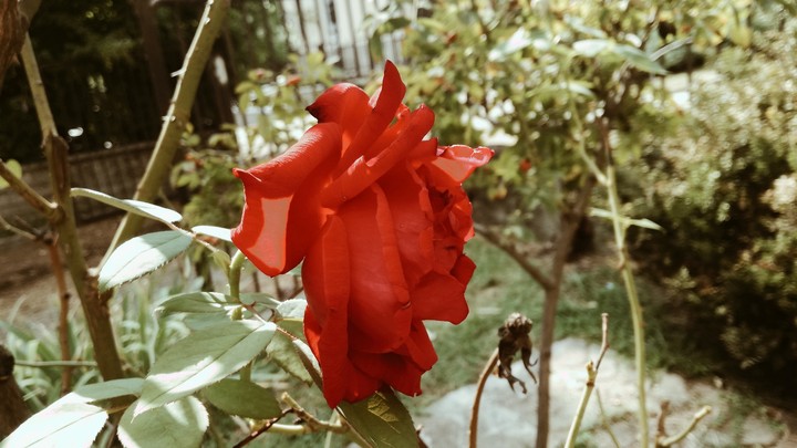 The flower of love