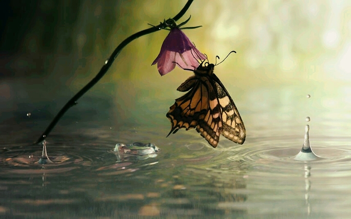butterfly