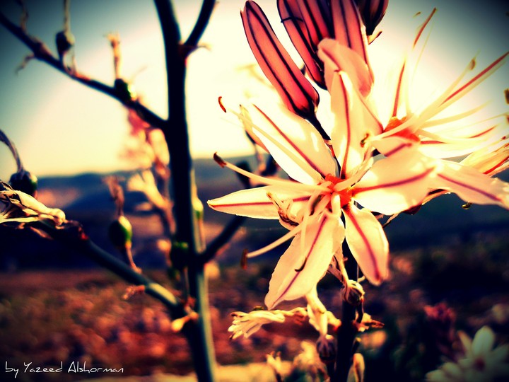 flower