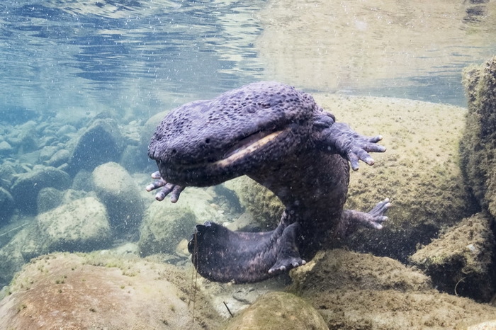 Giant Lizard