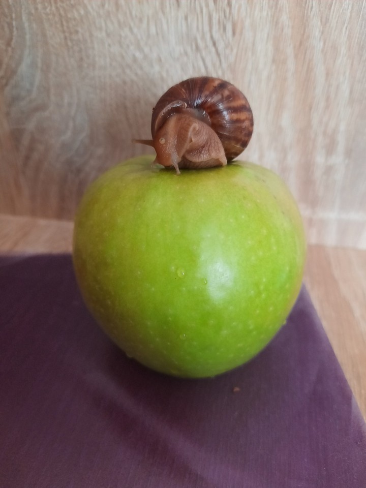 Snail Tary