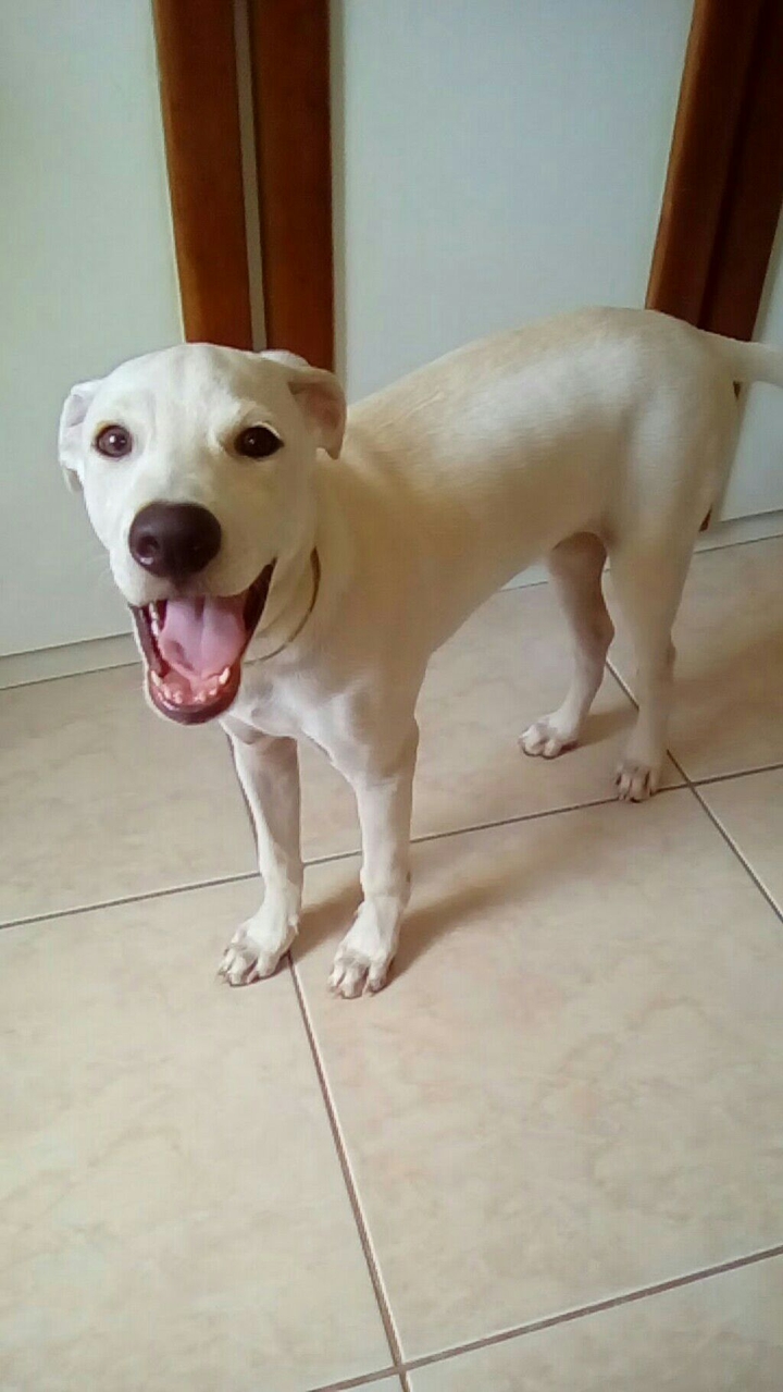 Filhote feliz