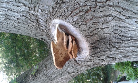 tree