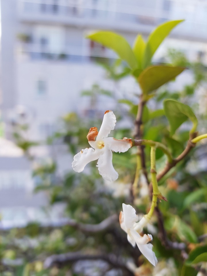 white flower