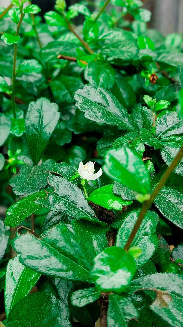 little white flower make it happines