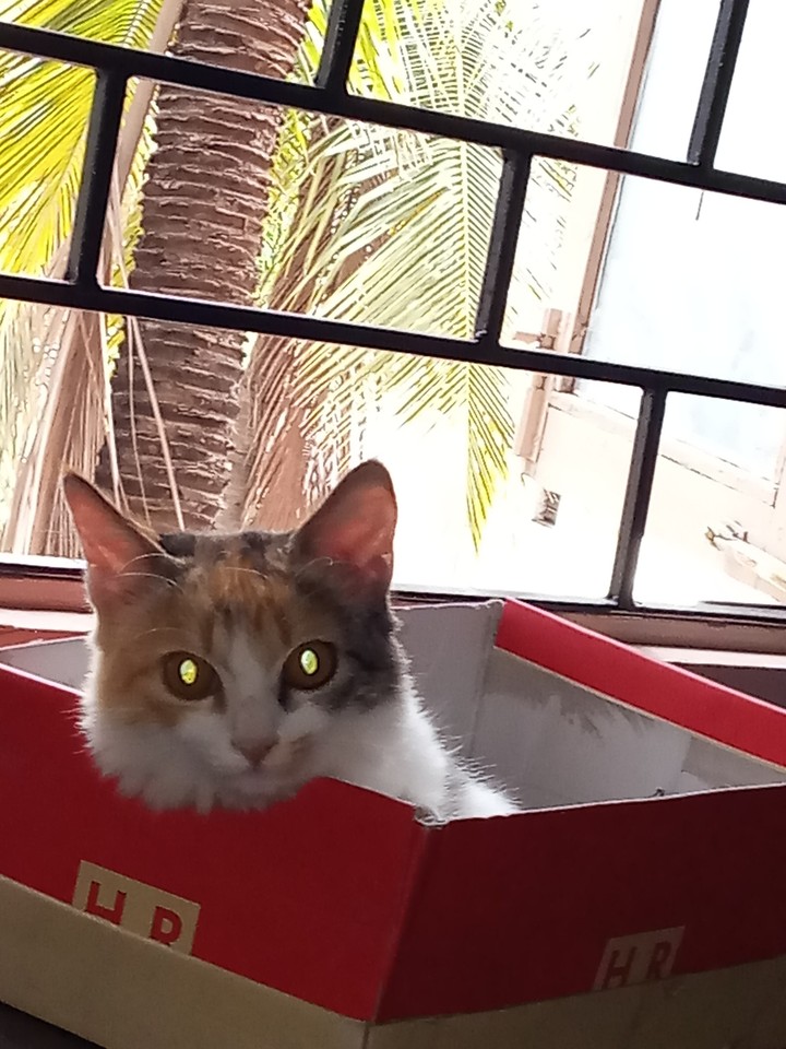 My Cute Cat
