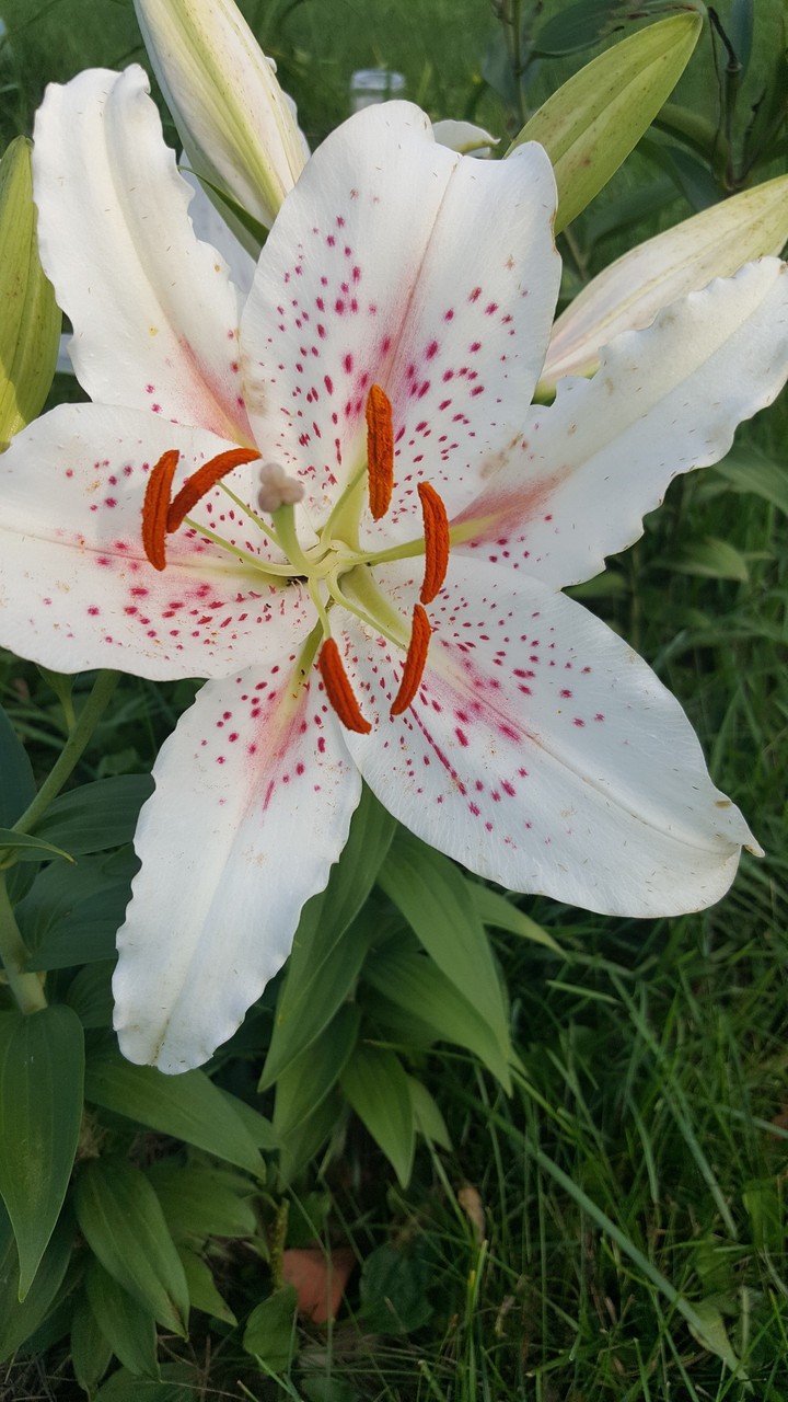 Proud Lily