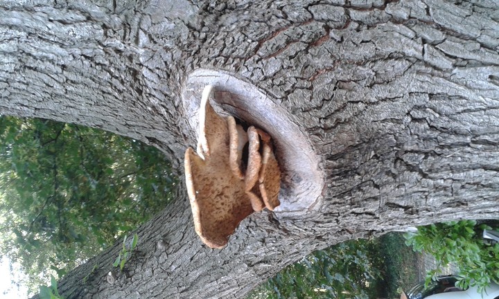 tree