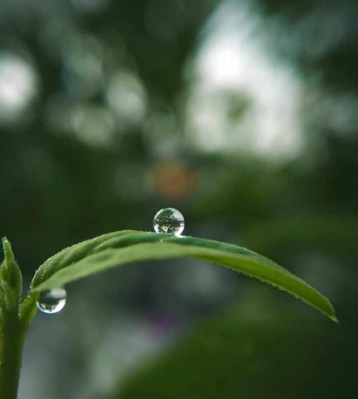 rain drops