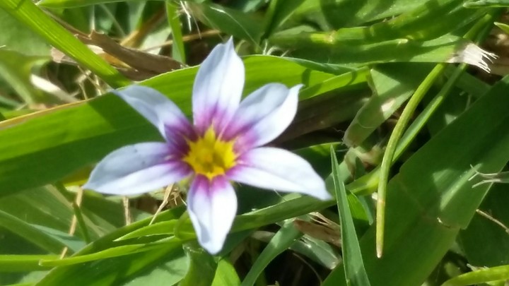 violeta