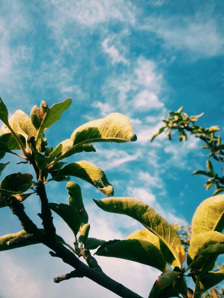 листья #summer #tree #blue #nature #beautiful