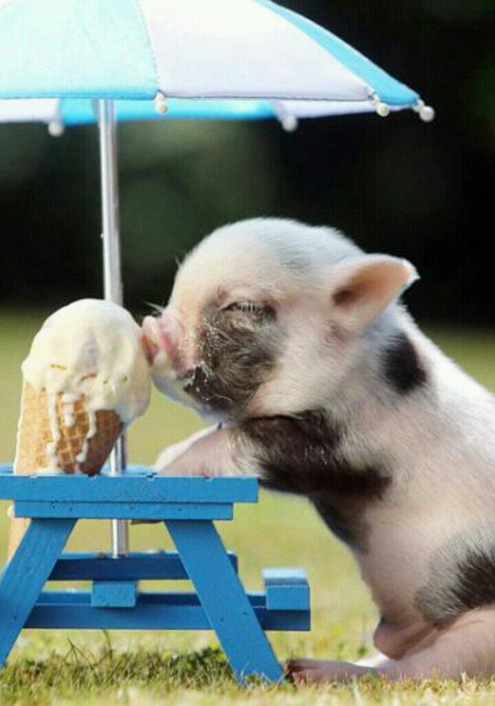 mini pig