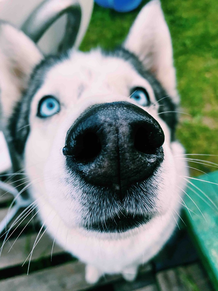 Dog собака