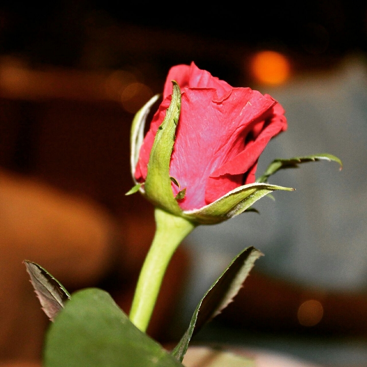read rose