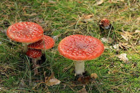 hình nền fungus, Ingredient