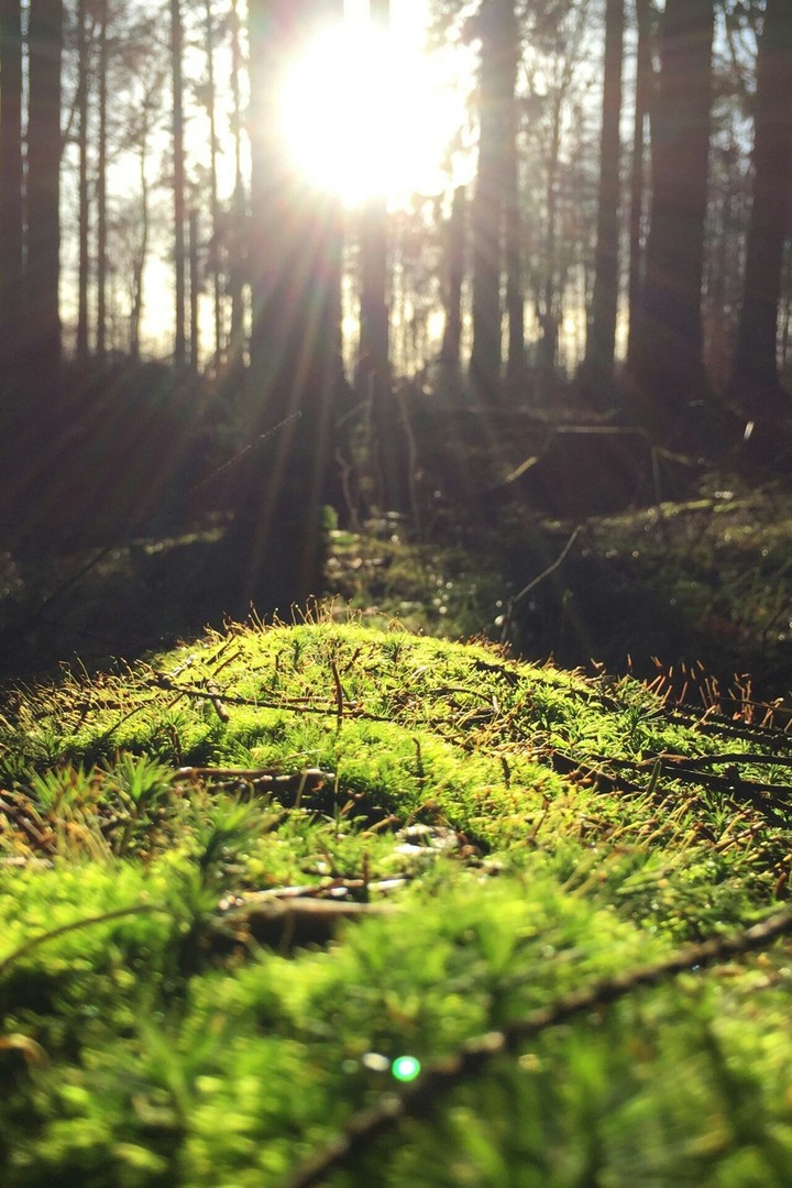 nature