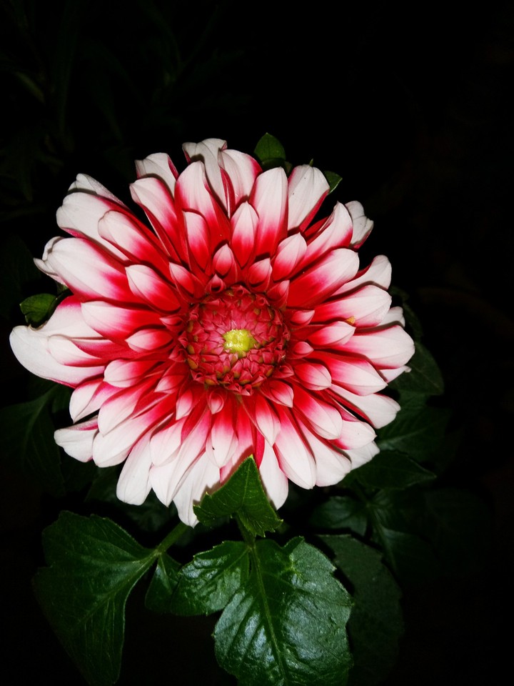 Dahlia...