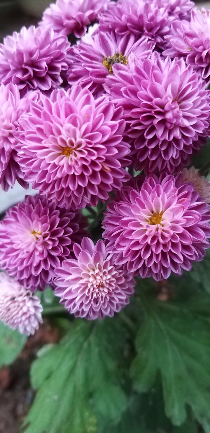 Thousand petals flower