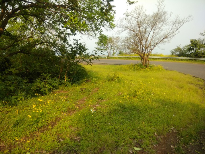 Roadside greenery
