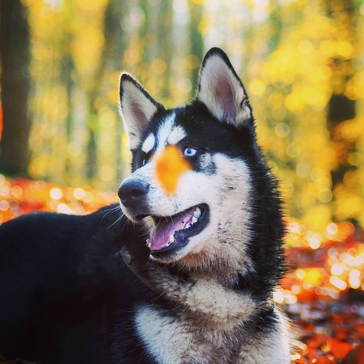 dog