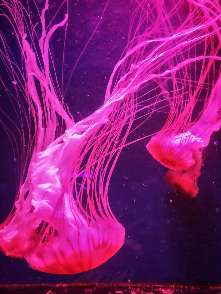 jellyfish