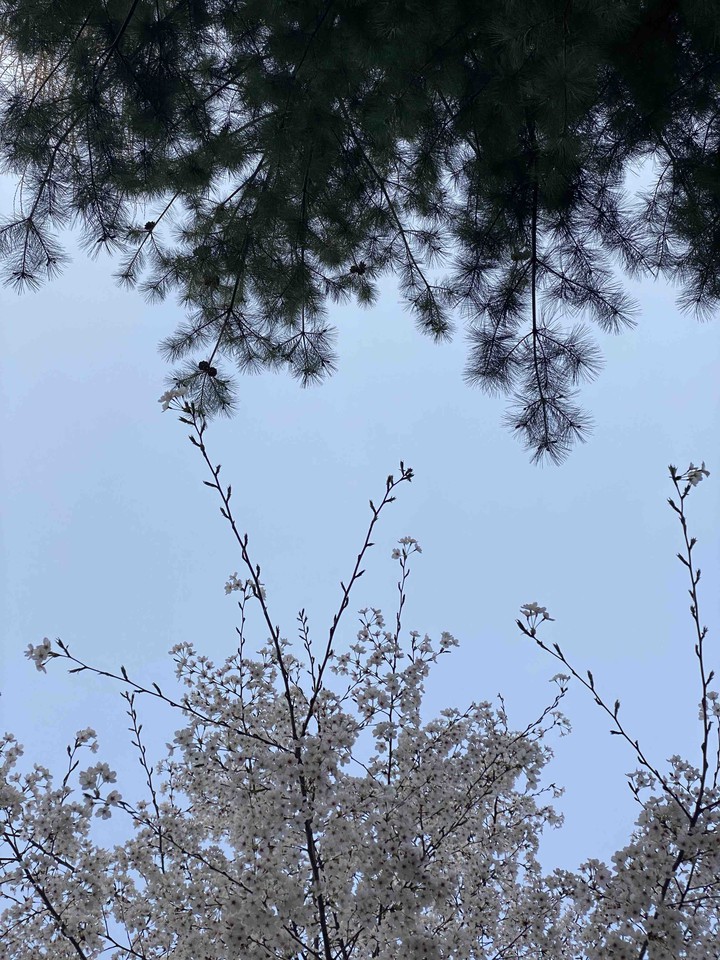 spring