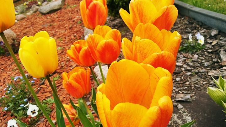 yellow