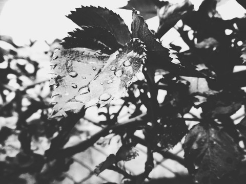 branch, flora duvar kağıtları