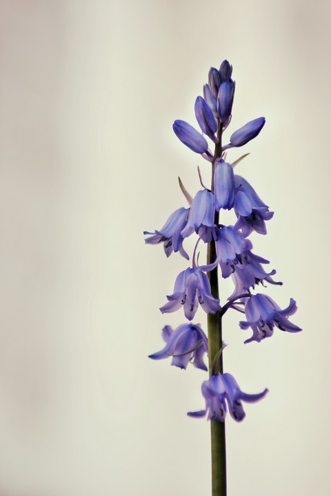 campanula