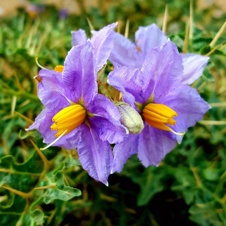 new flowers