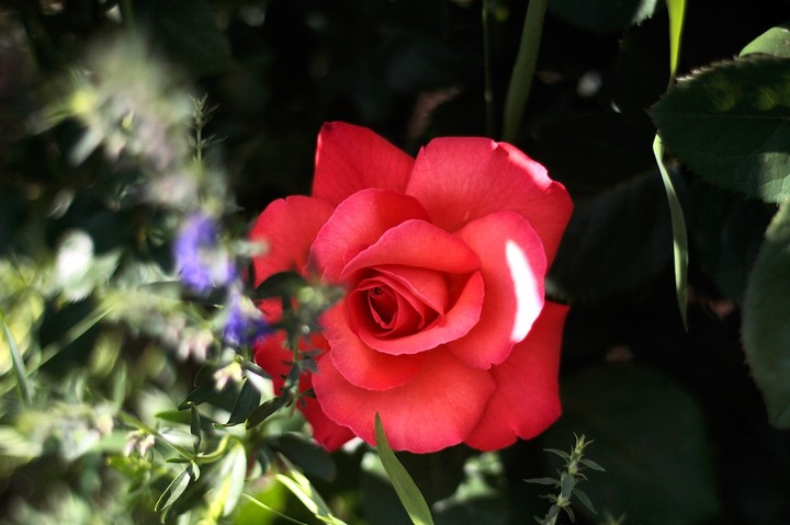 rose 13