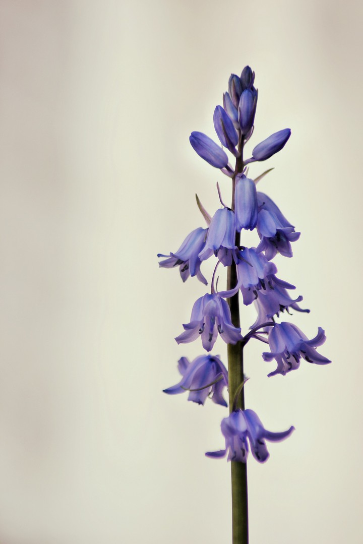 campanula
