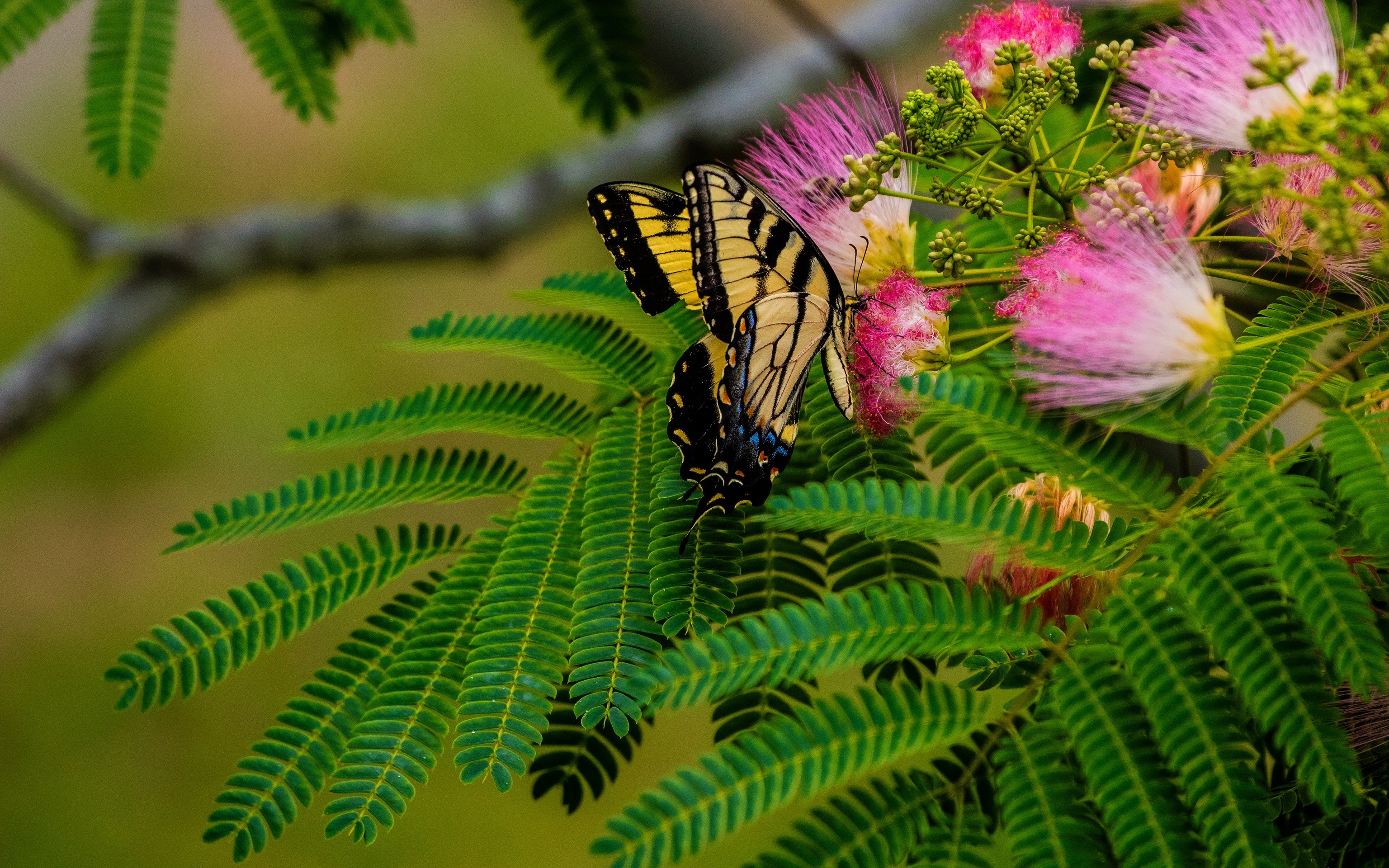 pollinator, Yellow Hintergrundbilder