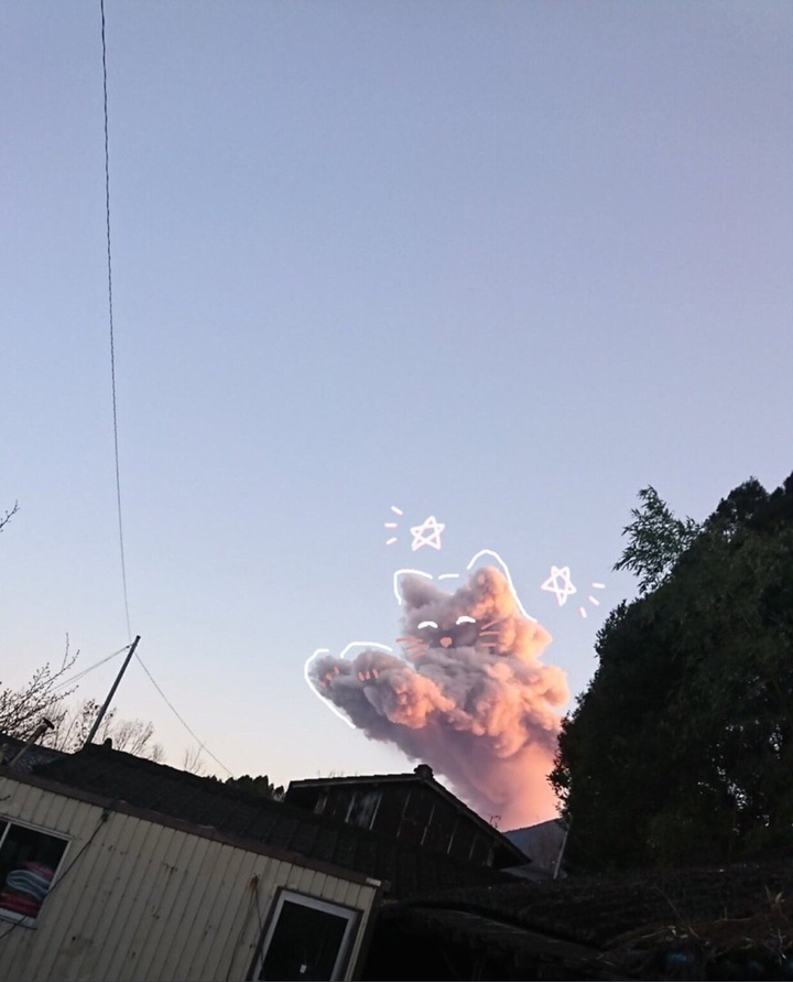 cat