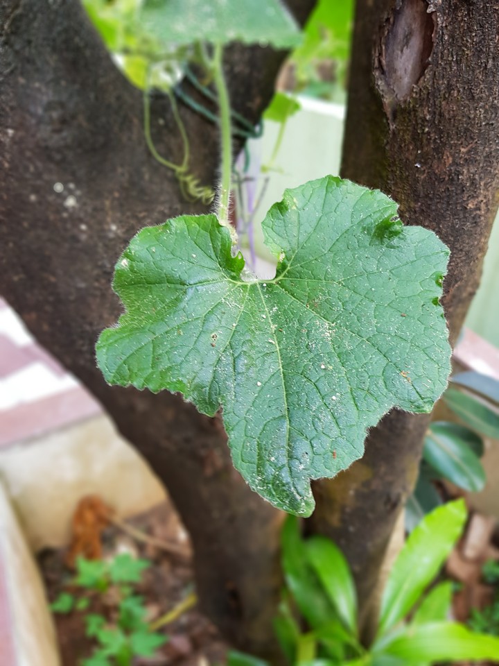 Leaf