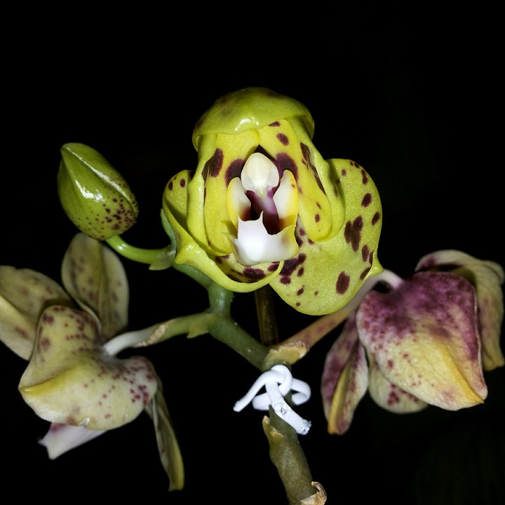 ORQUÍDEA