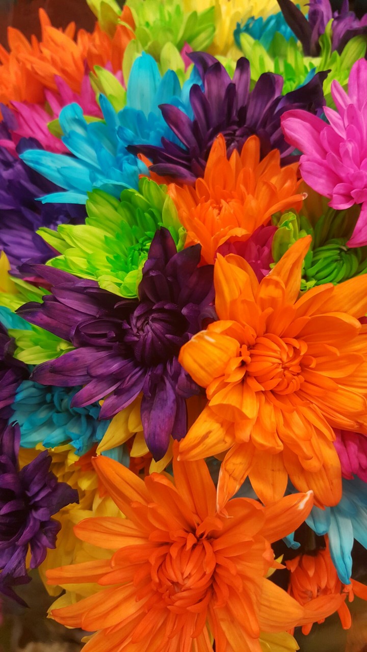 Rainbow flowers