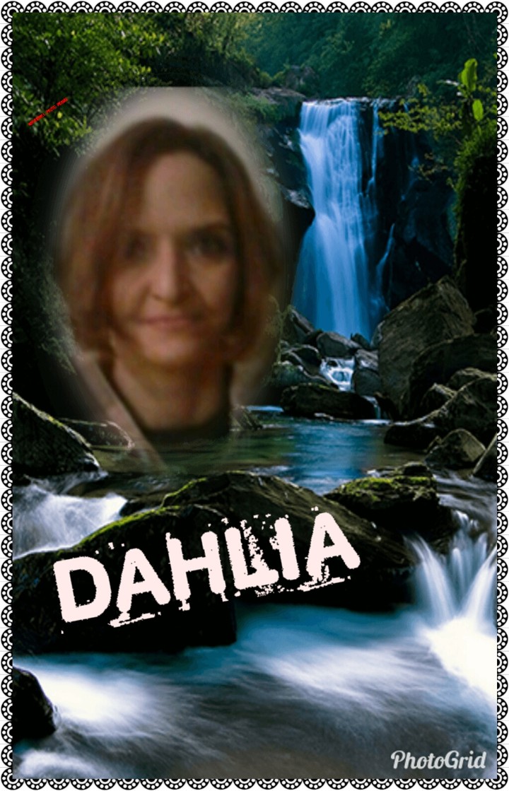 Dahlia