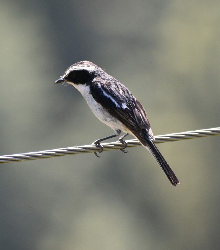Beautiful sparrow