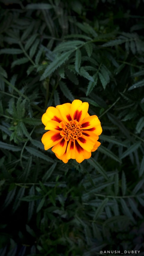 papéis de parede petal, wallpaper