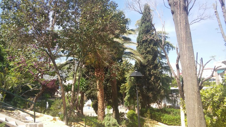 trees